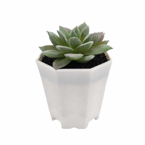 Succulent 11
