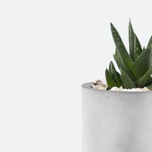 Succulents
