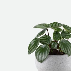 Small Plants
