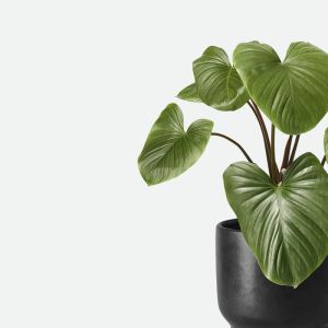 Indoor Plants