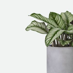 Potter Plants
