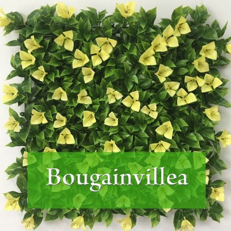 Bougainvillea