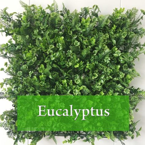 Eucalyptus