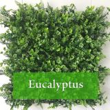 Eucalyptus