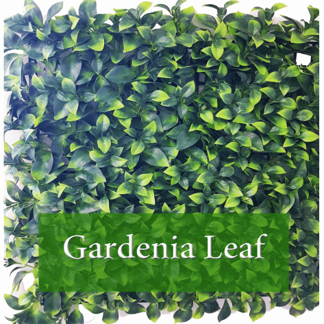Gardenia Leaf