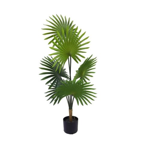 Fan Palm 120