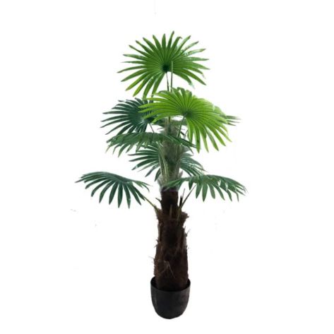 Fan Palm 140