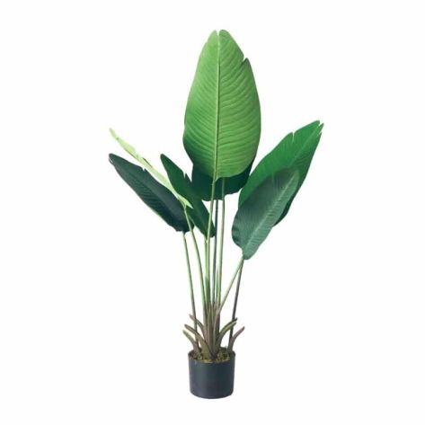 Banana Tree 120