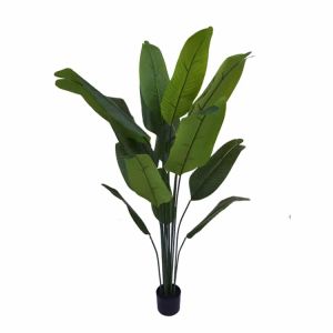 Banana Tree 150