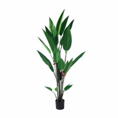 Bird of Paradise 210
