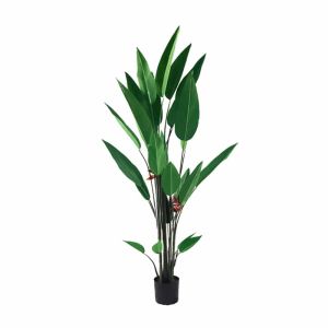 Bird of Paradise 210