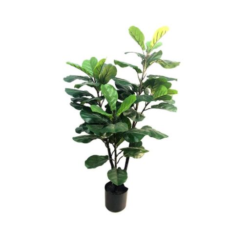 Fiddle Fig Tree 110