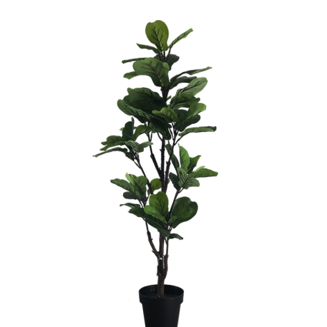 Fiddle Fig Tree 125