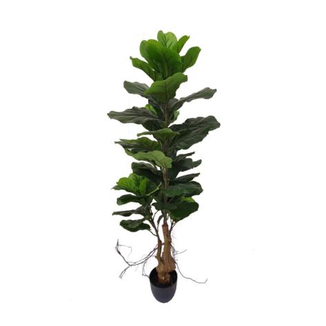 Fiddle Fig Tree 150