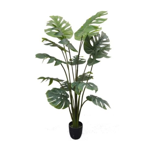 Monstera Plant 150