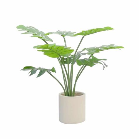 Monstera Plant 90-2