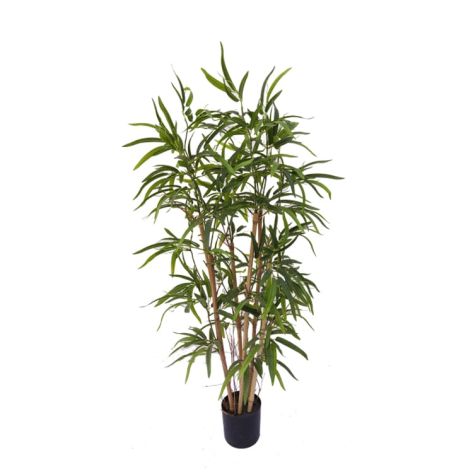 Bamboo Tree 100