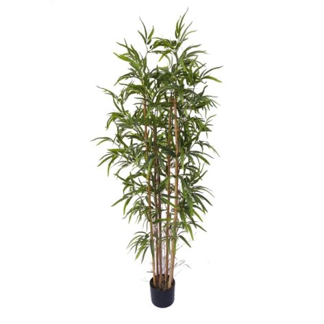 Bamboo Tree 150