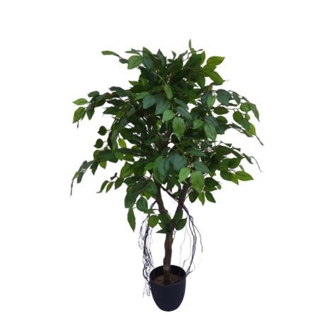 Fig Tree 100