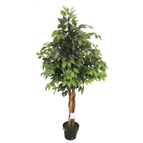 Fig Tree 160