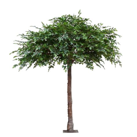 Fig Tree 300 Green