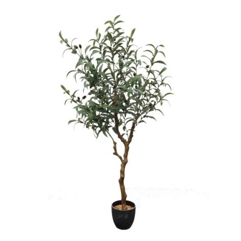 Olive Tree 120