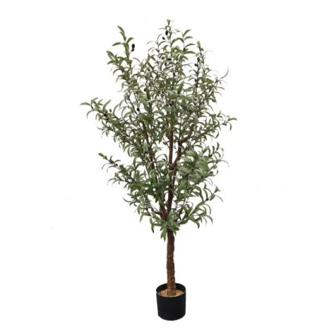 Olive Tree 180