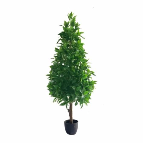 Laurel Tree 120