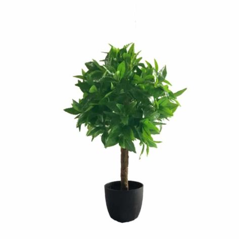 Laurel Tree 60