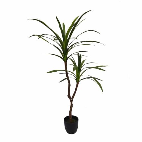 Dracaena 120