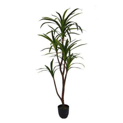 Dracaena 150