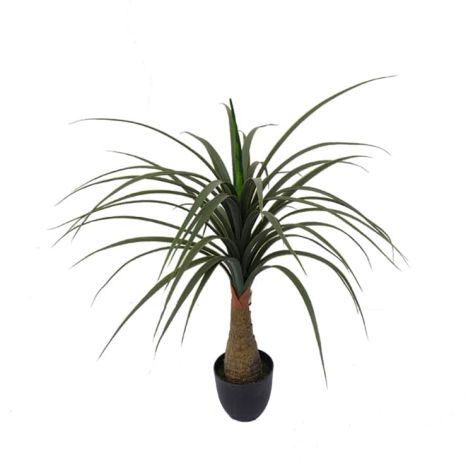 Dracaena 70