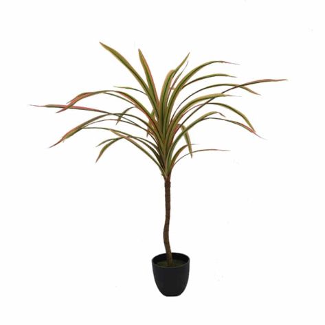 Dracaena 90
