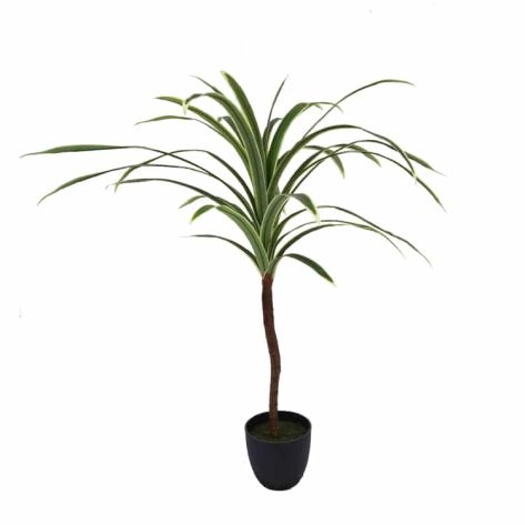 Dracaena 90-1