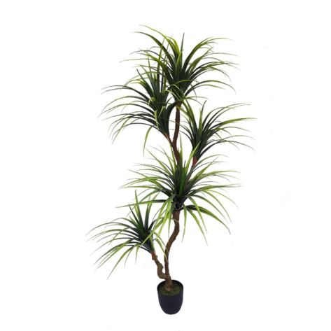 Dracaena 150-1