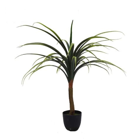 Dracaena 70.1