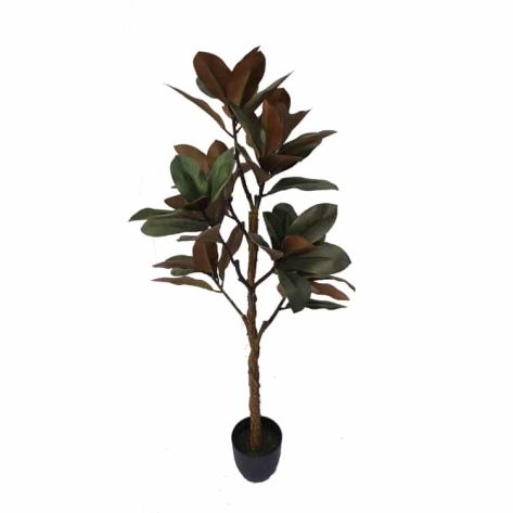 Magnolia 120