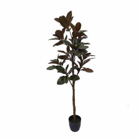 Magnolia 150