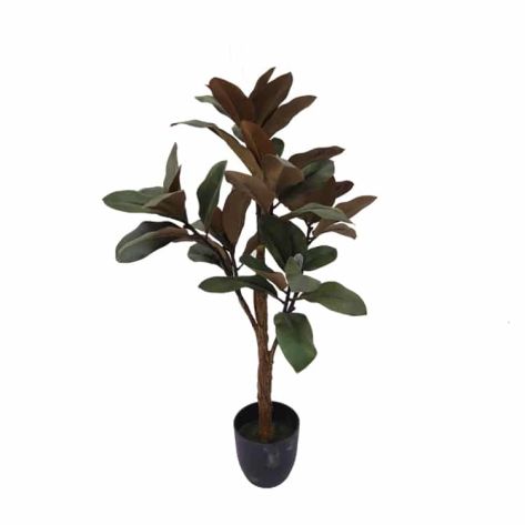 Magnolia 90