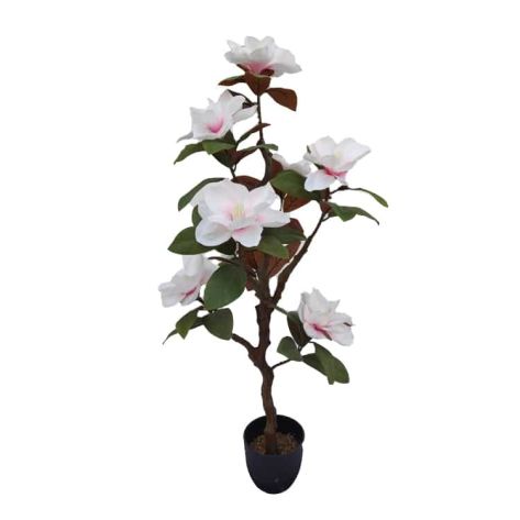 Magnolia 100