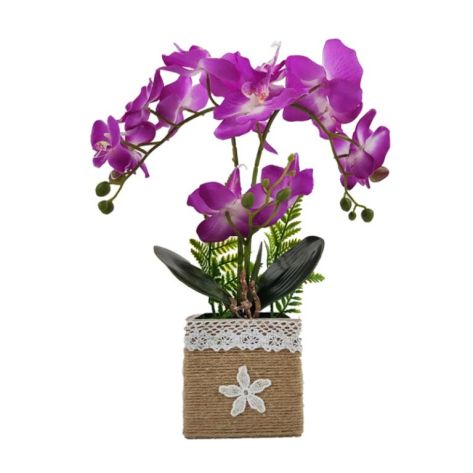 Orchid 48