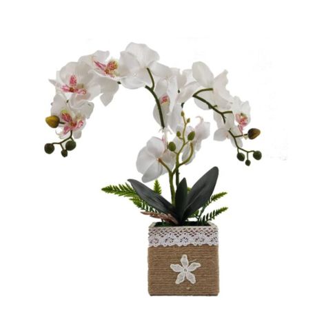 Orchid 48 -1