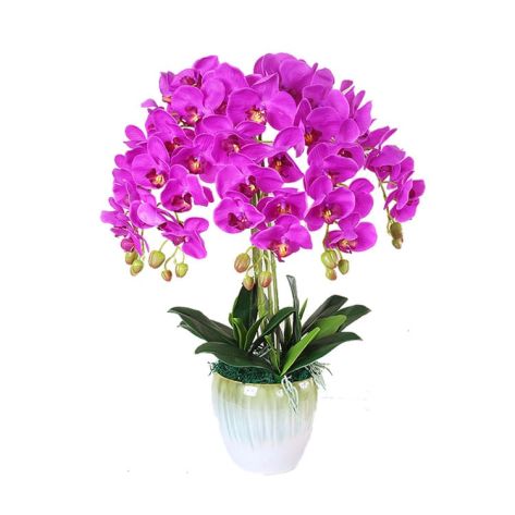 Orchid 70