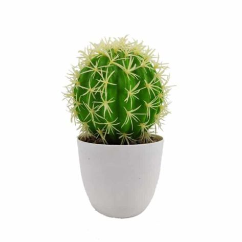Cactus 18