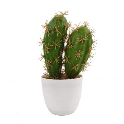 Cactus 23