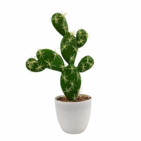 Cactus 27