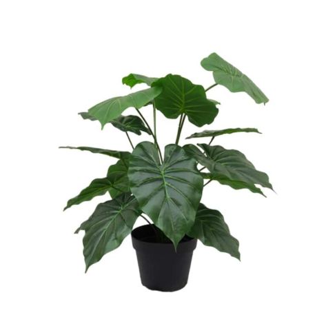 Giant Taro 70