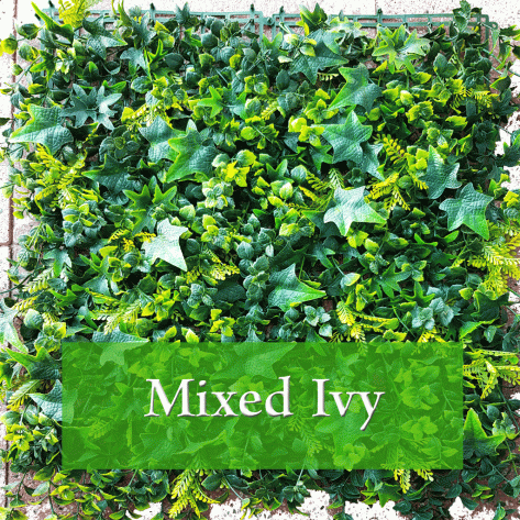 Mixed Ivy
