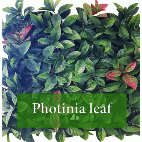 Photinia Leaf