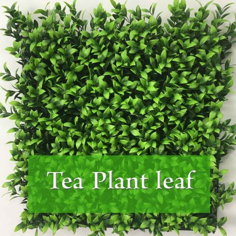 Tea Plant Leaf